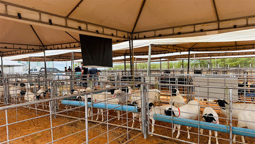 Imagem 1 - Realizada pela Prefeitura de Apodi, com apoio de instituições como FAERN/SENAR, ANCOC, Sebrae, Governo do Estado e Assembleia Legislativa do RN, a IV EXPOAP representa o compromisso da gestão municipal com o fortalecimento da agropecuária, o apoio aos criadores e o estímulo à economia local. O evento acontece de 25 a 27 de julho, na Praça da Juventude em Apodi-RN, a expectativa da organização é de mais uma edição histórica. Imagem 1 - Realizada pela Prefeitura de Apodi, com apoio de instituições como FAERN/SENAR, ANCOC, Sebrae, Governo do Estado e Assembleia Legislativa do RN, a IV EXPOAP representa o compromisso da gestão municipal com o fortalecimento da agropecuária, o apoio aos criadores e o estímulo à economia local. O evento acontece de 25 a 27 de julho, na Praça da Juventude em Apodi-RN, a expectativa da organização é de mais uma edição histórica.