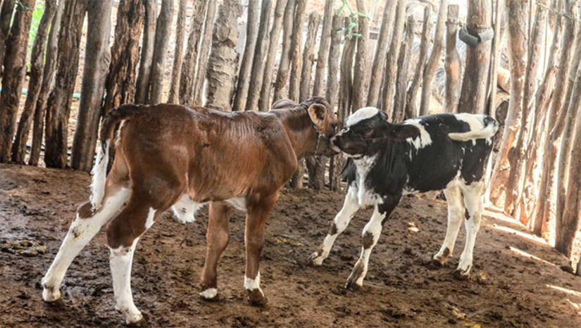 Imagem 1 - Nesta quarta-feira (30), a equipe estará em três comunidades realizando o processo nos animais: Hipólito, Barrinha dos Néo e Santa Elza. Ao todo, serão inseminados aproximadamente 10 animais nesta nova etapa. O programa já conta com aproximadamente 30 filhotes nascidos. Os primeiros nasceram em fevereiro, na comunidade Barrinha dos Néo. Imagem 1 - Nesta quarta-feira (30), a equipe estará em três comunidades realizando o processo nos animais: Hipólito, Barrinha dos Néo e Santa Elza. Ao todo, serão inseminados aproximadamente 10 animais nesta nova etapa. O programa já conta com aproximadamente 30 filhotes nascidos. Os primeiros nasceram em fevereiro, na comunidade Barrinha dos Néo.