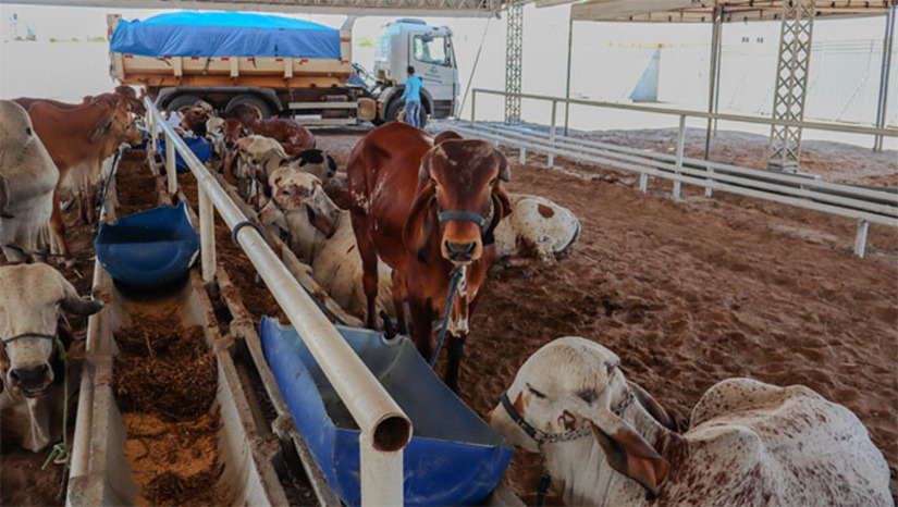 Imagem 1 -  A programação da Festa do Bode deste ano contará com exposição, torneios e julgamento de animais, feiras da agricultura familiar e de máquinas, concursos, além de aproximadamente 40 atrações musicais que tocarão em quatro espaços montados no Parque de Exposições Armando Buá. O evento também terá palestras e minicursos.