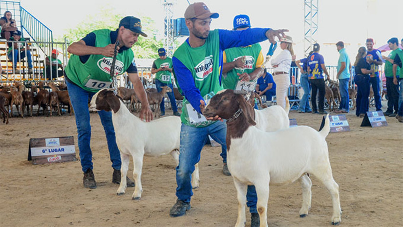 Imagem 1 -  O torneio de “Melhor Reprodutor” reuniu 929 animais ovinos e caprinos na tarde deste sábado (9), durante a “Festa do Bode”. Antes da realização do torneio, os animais passaram por um evento chamado ‘Admissão”, onde um juiz e colaboradores da Associação Norte-rio-grandense dos Criadores de Ovinos e Caprinos (Ancoc) fizeram uma pré-seleção, mensuração, verificação de tatuagem, dentição e padrão morfológico de raça de cada animal, para tornar-se apto a pisar e abrilhantar a pista de julgamento.