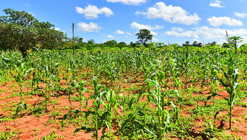Imagem 1 -   O Plano Safra 2025/2026 destina R$ 780 milhões para fortalecer a agricultura familiar no estado, dentro da Caravana Federativa do Governo Federal. Além do crédito rural, o plano garante investimentos como R$ 14,4 milhões no PAA/Conab para beneficiar 1.300 agricultores em 40 municípios e R$ 12,2 milhões do Incra para assentamentos da reforma agrária. Também inclui R$ 14,7 milhões no Projeto Dom Hélder Câmara, em parceria com a Ufersa, para assistência técnica no Semiárido.
