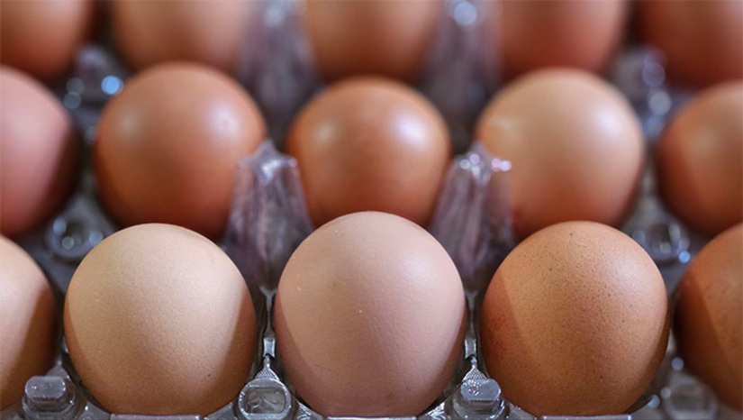 Imagem 1 - Produção de leite e ovos de galinha cresce no RN em 2024. O município de Caicó, na microrregião Seridó, continua sendo o maior produtor de leite do estado. No ano passado, foram 41 milhões de litros produzidos no município, um aumento de 20,53% em comparação com 2023. A produção de ovos de galinhas registrou um crescimento mais expressivo, de 10,61%, chegando ao total de 93 milhões de dúzias de ovos produzidos no RN no ano passado. O aumento foi ainda maior em valor de produção, que cresceu 29,64% em 2024 na comparação com o ano anterior, em termos nominais. Imagem 1 - Produção de leite e ovos de galinha cresce no RN em 2024. O município de Caicó, na microrregião Seridó, continua sendo o maior produtor de leite do estado. No ano passado, foram 41 milhões de litros produzidos no município, um aumento de 20,53% em comparação com 2023. A produção de ovos de galinhas registrou um crescimento mais expressivo, de 10,61%, chegando ao total de 93 milhões de dúzias de ovos produzidos no RN no ano passado. O aumento foi ainda maior em valor de produção, que cresceu 29,64% em 2024 na comparação com o ano anterior, em termos nominais.