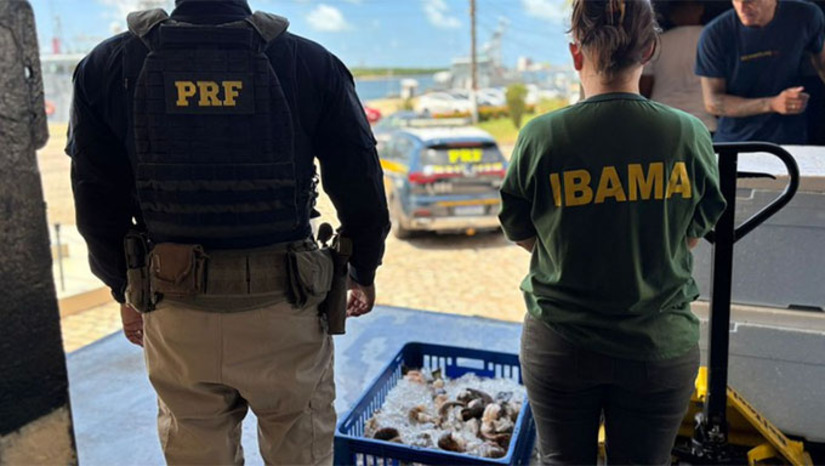 Imagem 1 -  A apreensão ocorreu na manhã desta segunda-feira (22). Durante uma fiscalização de rotina no km 118 da BR-101, em São José de Mipibu, os agentes abordaram um caminhão e encontraram cerca de duas toneladas do crustáceo sendo transportadas sem a documentação exigida. O transporte apresentava irregularidades sanitárias graves: mais de 30% da carga estava morta, descumprindo a Portaria MPA. A carga, que havia saído do litoral norte, tinha como destino o porto de Pernambuco para exportação.