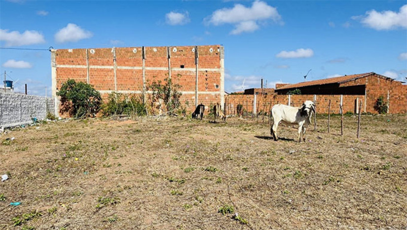 Imagem 1 - A Prefeitura de Serra do Mel alerta sobre a proibição de deixar animais soltos em vias públicas, conforme a Lei Municipal nº 287/2007. Animais soltos podem causar acidentes, danos à arborização e desorganização da cidade. A gestão já iniciou o recolhimento desses animais, que são levados para um curral apropriado. Os proprietários devem procurar a Secretaria de Infraestrutura para regularizar a situação. A recomendação é manter os animais em espaços seguros, garantindo a segurança da população e o bem-estar deles. Imagem 1 - A Prefeitura de Serra do Mel alerta sobre a proibição de deixar animais soltos em vias públicas, conforme a Lei Municipal nº 287/2007. Animais soltos podem causar acidentes, danos à arborização e desorganização da cidade. A gestão já iniciou o recolhimento desses animais, que são levados para um curral apropriado. Os proprietários devem procurar a Secretaria de Infraestrutura para regularizar a situação. A recomendação é manter os animais em espaços seguros, garantindo a segurança da população e o bem-estar deles.