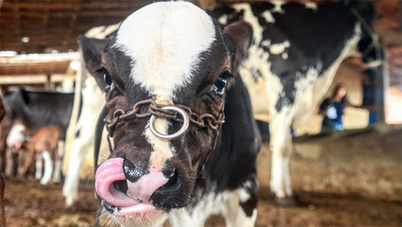 Imagem 1 - A vacinação contra a Brucelose será feita em bezerras de 3 a 8 meses de produtores cadastrados no projeto de melhoramento genético e manejo produtivo em bovinos, do “Mossoró Rural”. A imunização ocorrerá na quarta-feira (19) nas comunidades de Hipólito; Barrinha dos Néo e Fartura; Carmo e Chafariz. E na quinta-feira (20) Santa Elza; Apama e Oiticica. Cerca de 10 produtores rurais do município estão cadastrados e terão seus animais vacinados contra a doença. Imagem 1 - A vacinação contra a Brucelose será feita em bezerras de 3 a 8 meses de produtores cadastrados no projeto de melhoramento genético e manejo produtivo em bovinos, do “Mossoró Rural”. A imunização ocorrerá na quarta-feira (19) nas comunidades de Hipólito; Barrinha dos Néo e Fartura; Carmo e Chafariz. E na quinta-feira (20) Santa Elza; Apama e Oiticica. Cerca de 10 produtores rurais do município estão cadastrados e terão seus animais vacinados contra a doença.