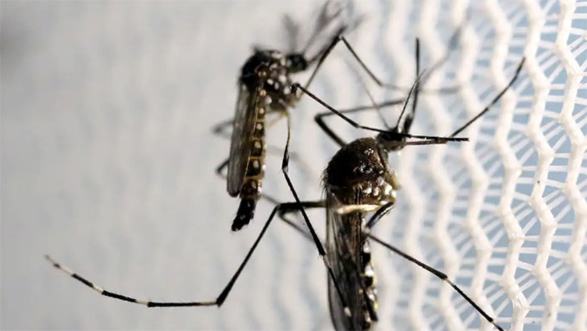 Imagem 1 - Segundo o Butantan, há um milhão de unidades da vacina contra a dengue prontas para distribuição. Este é o primeiro imunizante no mundo de apenas uma dose. A estimativa do Butantan é ter disponível mais de 30 milhões de doses em meados de 2026. A previsão do governo é incorporar o mais rapidamente possível o imunizante no Programa Nacional de Imunizações para começar a campanha de vacinação no início de 2026. Imagem 1 - Segundo o Butantan, há um milhão de unidades da vacina contra a dengue prontas para distribuição. Este é o primeiro imunizante no mundo de apenas uma dose. A estimativa do Butantan é ter disponível mais de 30 milhões de doses em meados de 2026. A previsão do governo é incorporar o mais rapidamente possível o imunizante no Programa Nacional de Imunizações para começar a campanha de vacinação no início de 2026.