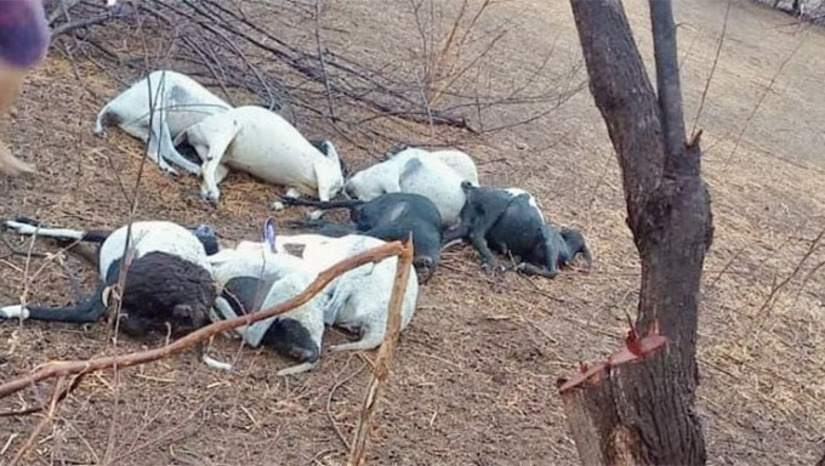 Imagem 1 -  Os animais estavam refugiados no tronco de uma jurema, quando teria ocorrido a descarga elétrica, matando-os. A informação foi divulgada pelo blog Apodi 306, com informações do filho do proprietário do lote, Anderson Mendes. Ele contou que foi a mãe que percebeu os amais mortos após a chuva na tarde desta terça-feira, 27 de janeiro de 2026.