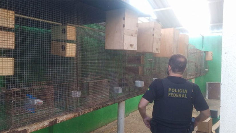 Imagem 1 - A Polícia Federal deflagrou, na manhã desta quarta-feira (04), a Operação Volantes para investigar a posse, uso e comercialização ilegal de animais da fauna silvestre brasileira. A ação contou com apoio do Ibama e resultou no cumprimento de um mandado de busca e apreensão expedido pela Justiça Federal no Rio Grande do Norte. As investigações apontam para a existência de uma rede interestadual, com indícios de envio irregular de animais para o exterior. O material apreendido passará por análise técnica e o investigado poderá responder por crimes ambientais. Imagem 1 - A Polícia Federal deflagrou, na manhã desta quarta-feira (04), a Operação Volantes para investigar a posse, uso e comercialização ilegal de animais da fauna silvestre brasileira. A ação contou com apoio do Ibama e resultou no cumprimento de um mandado de busca e apreensão expedido pela Justiça Federal no Rio Grande do Norte. As investigações apontam para a existência de uma rede interestadual, com indícios de envio irregular de animais para o exterior. O material apreendido passará por análise técnica e o investigado poderá responder por crimes ambientais.