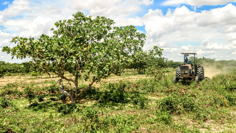 Imagem 1 -  Cerca de 4,3 mil pequenos produtores deverão ter acesso ao benefício de 22 litros de dissel para o corte de terra. A solenidade da Edição 2026 do Programa Semear será no Parque de Exposição Armando Buá, a partir das 8h30, com a presença das principais autordiades do Governo Allyson Bezerra.  Nesta terça-feira, 10, teremos o lançamento do programa de corte de terra”, disse Faviano Moreira, secretário de Agricultura de Mossoró.