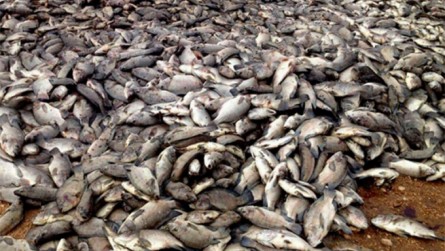   Estudo confirma que mudança climática provocou morte de peixes em Upanema