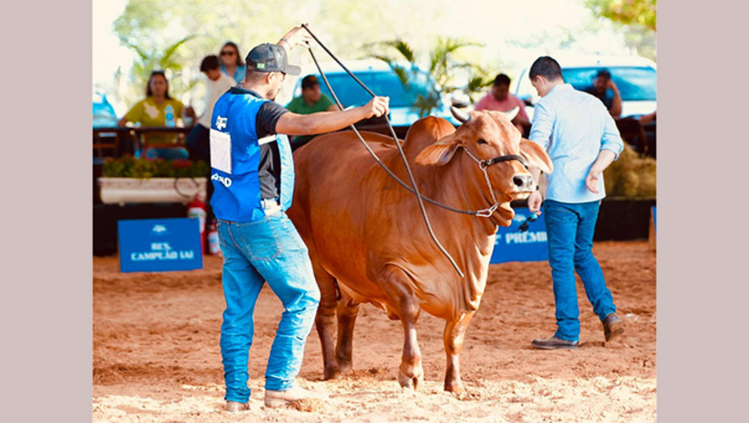 Imagem 1 - Com aproximadamente 2 mil, a Expoeste 2026 apresenta números que a colocam na lista das grandes feiras do calendário nacional de exposições, evidenciando a credibilidade conquistada pela feira ao longo dos últimos anos. O prefeito Givago Barreto festeja o sucesso do evento e diz que a Expoeste vira vitrine de desenvolvimento, oportunidade de negócio e fortalecimento da identidade do homem do campo no médio oeste Potiguar. Imagem 1 - Com aproximadamente 2 mil, a Expoeste 2026 apresenta números que a colocam na lista das grandes feiras do calendário nacional de exposições, evidenciando a credibilidade conquistada pela feira ao longo dos últimos anos. O prefeito Givago Barreto festeja o sucesso do evento e diz que a Expoeste vira vitrine de desenvolvimento, oportunidade de negócio e fortalecimento da identidade do homem do campo no médio oeste Potiguar.