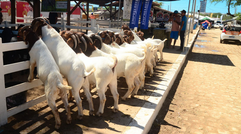   A 26ª Festa do Bode ocorrerá de 13 a 16 de agosto de 2026, no Parque de Exposições Armando Buá em Mossoró, com a estreia da exposição nacional da raça Soinga e a expectativa de movimentar R$ 16 milhões. O evento agropecuário reunirá produtores de diversas raças, oferecendo feiras de negócios, agricultura familiar, o concurso gastronômico "Bode Arretado", além de capacitações da Ufersa, crédito bancário e mais de 30 atrações culturais. Mais informações podem ser encontradas na Prefeitura de Mossoró.