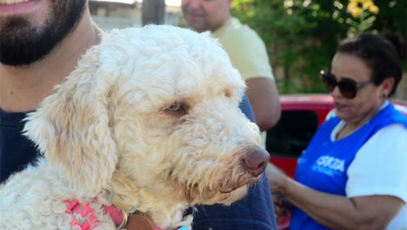   A primeira semana da campanha registrou o total de 2.530 animais. A estimativa da Secretaria Municipal de Saúde (SMS) é imunizar 50.686 animais, sendo 25.961 felinos e 24.725 caninos durante a campanha de vacinação. A SMS disponibilizou nove pontos de vacinação nos dois dias de vacinação, sendo seis na sexta-feira e três neste sábado.