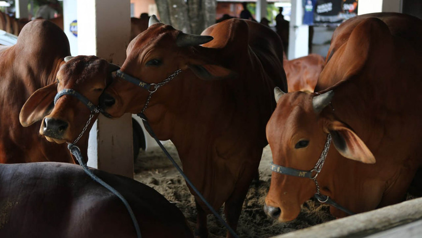   A produção de origem animal no Rio Grande do Norte cresceu 17,52% em 2025, movimentando R$ 2,18 bilhões com destaque para o leite e os ovos de galinha. O rebanho bovino também registrou alta de 8,63%, enquanto o setor de caprinos e a produção de mel de abelha apresentaram retrações no período. Paralelamente, a aquicultura potiguar ultrapassou a marca de R$ 1 bilhão, impulsionada fortemente pela criação de camarão e pelo cultivo de ostras. Os dados são da Pesquisa da Pecuária Municipal do IBGE, que consolidou a forte relevância econômica desses setores para o estado.