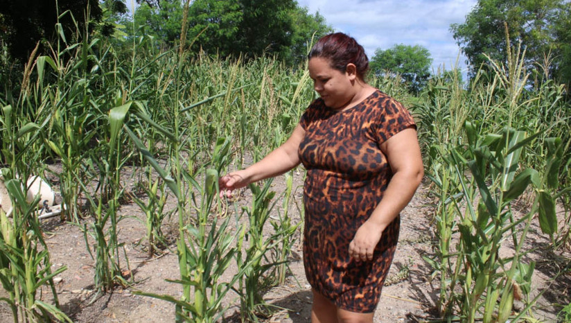   Inscrições para o programa Garantia Safra 2026/2027 já estão abertas na Secretaria de Agricultura de Mossoró. Os produtores locais têm até o dia 20 de dezembro deste ano para garantir a participação na iniciativa. O benefício assegura o recebimento do seguro financeiro em caso de perda da lavoura por seca ou excesso de chuvas. A liberação do recurso para os novos inscritos só ocorrerá após a verificação climática do inverno de 2027.