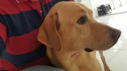   Médico reencontra cão Julius após reportagem do Mossoró Hoje