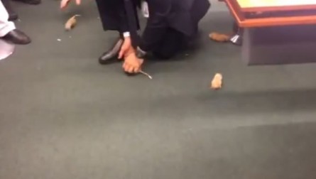   Homem solta ratos no plenário da CPI durante depoimento de Vaccari