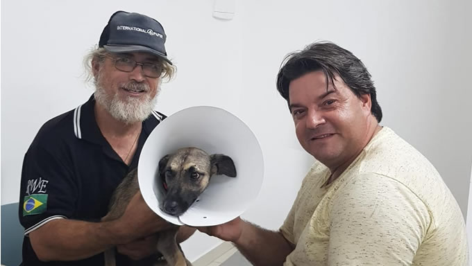 Imagem 1 -  Com a solidariedade de muitos, cadela atropelada e resgatada por professora volta para casa 