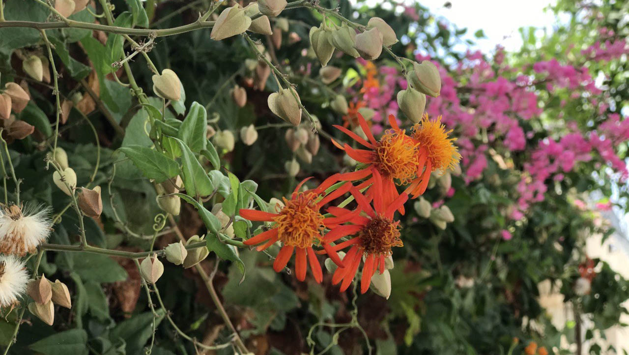 Imagem 1 -  Primavera chega trazendo promessa de muito calor e baixa umidade do ar no RN