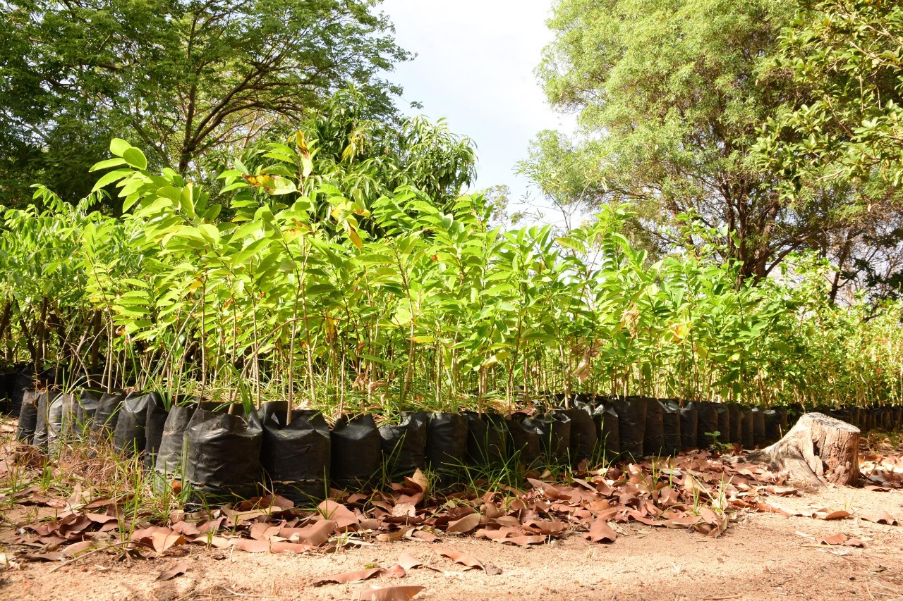 Imagem 1 -  Agrônomo da UFERSA planta ipês nas ruas do Vingt Rosado e Três Viténs