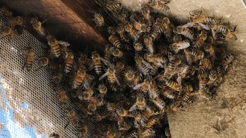 Imagem 1 - Super El Niño ameaça produção de mel no RN; produtores recorrem a alimentação artificial Imagem 1 - Super El Niño ameaça produção de mel no RN; produtores recorrem a alimentação artificial